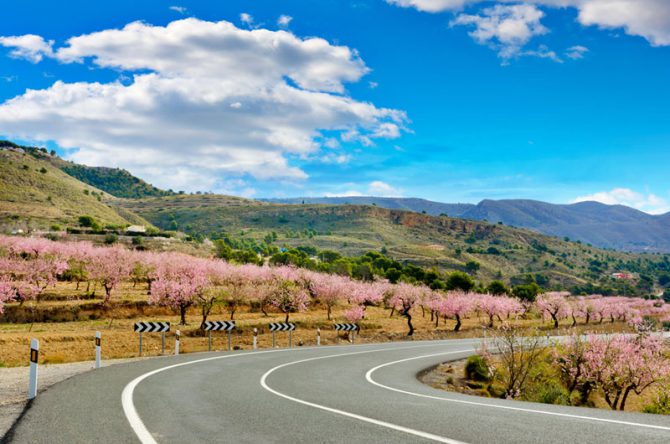 almendros-en-flor1