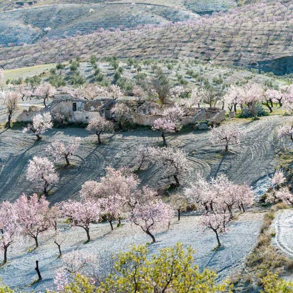 almendros-en-flor5